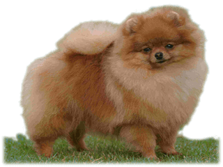 Pomeranian i Söråker